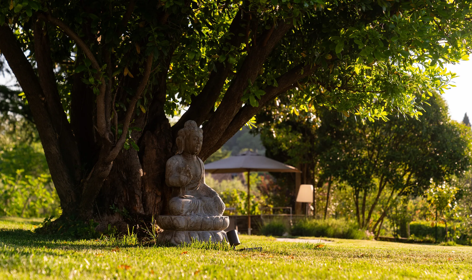 A stone Buddha statue sitting beneath an old tree in the sunlit garden