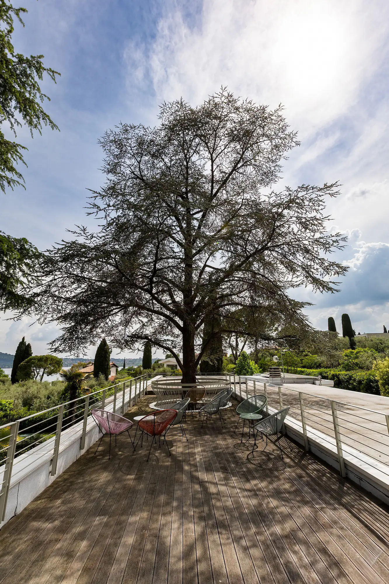 The crown of the Lebanese cedar spreading over the wooden roof terrace