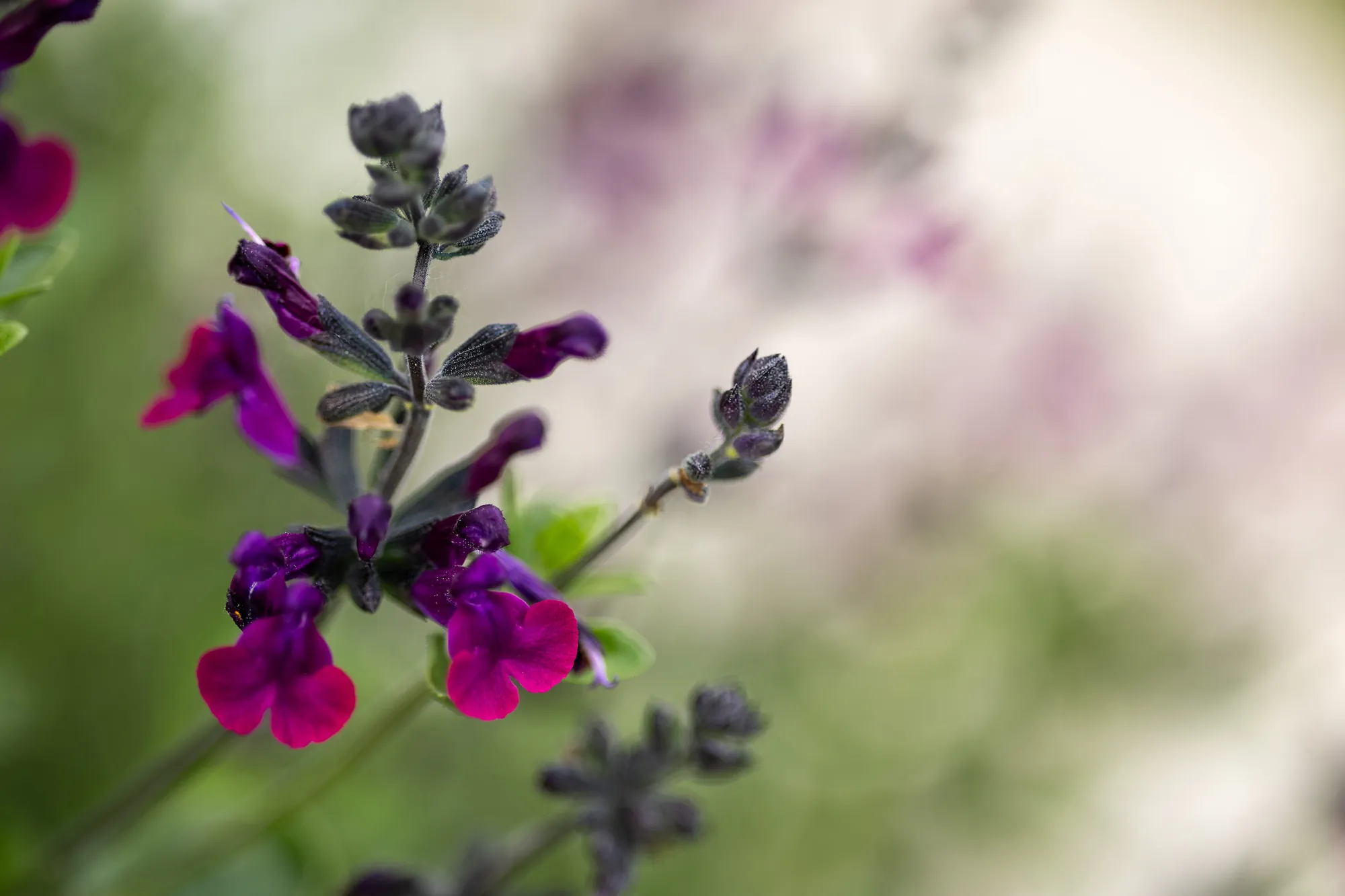 Close-up of purple salvia flowers in the villa garden
